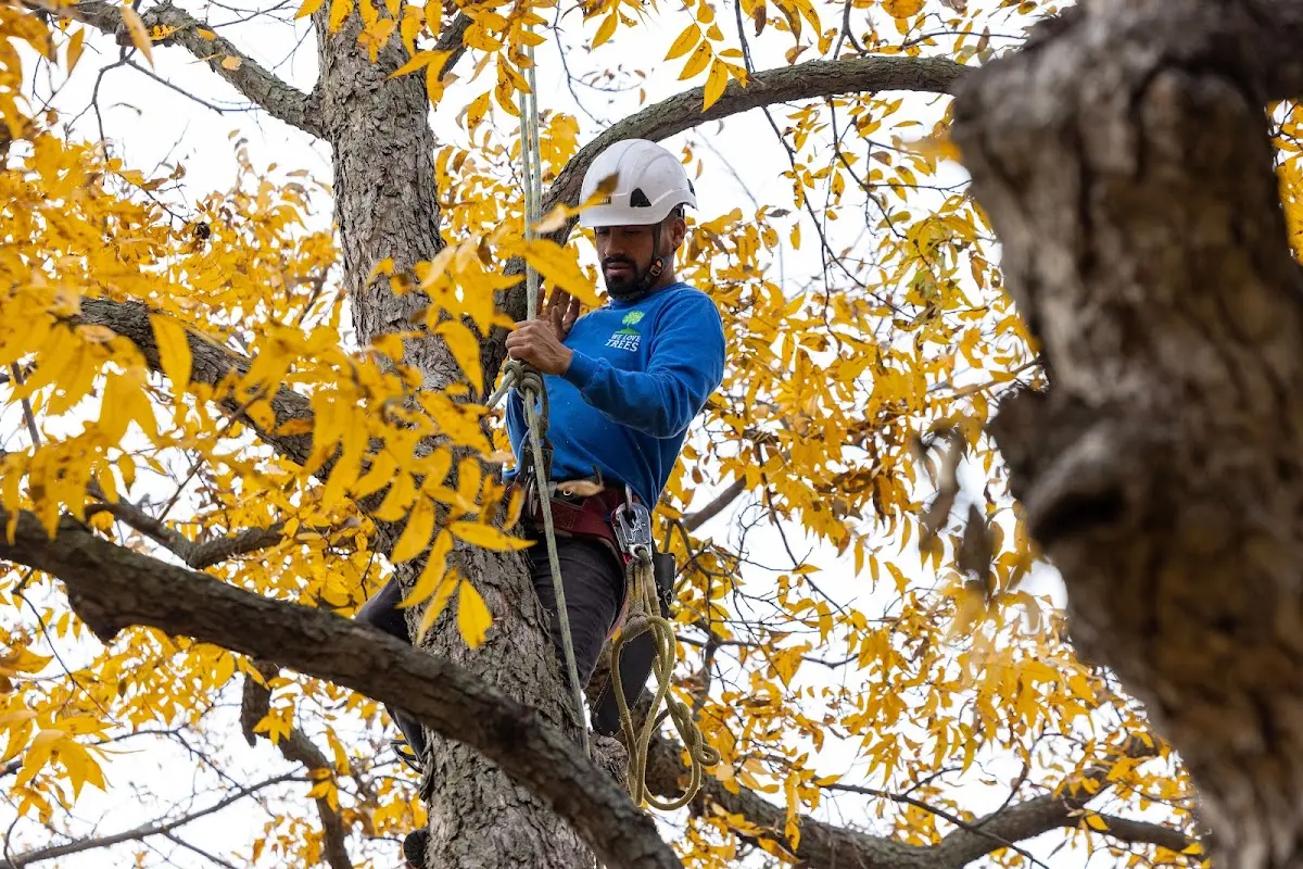 Skilled Storm Damage Cleanup crew working in Lexington